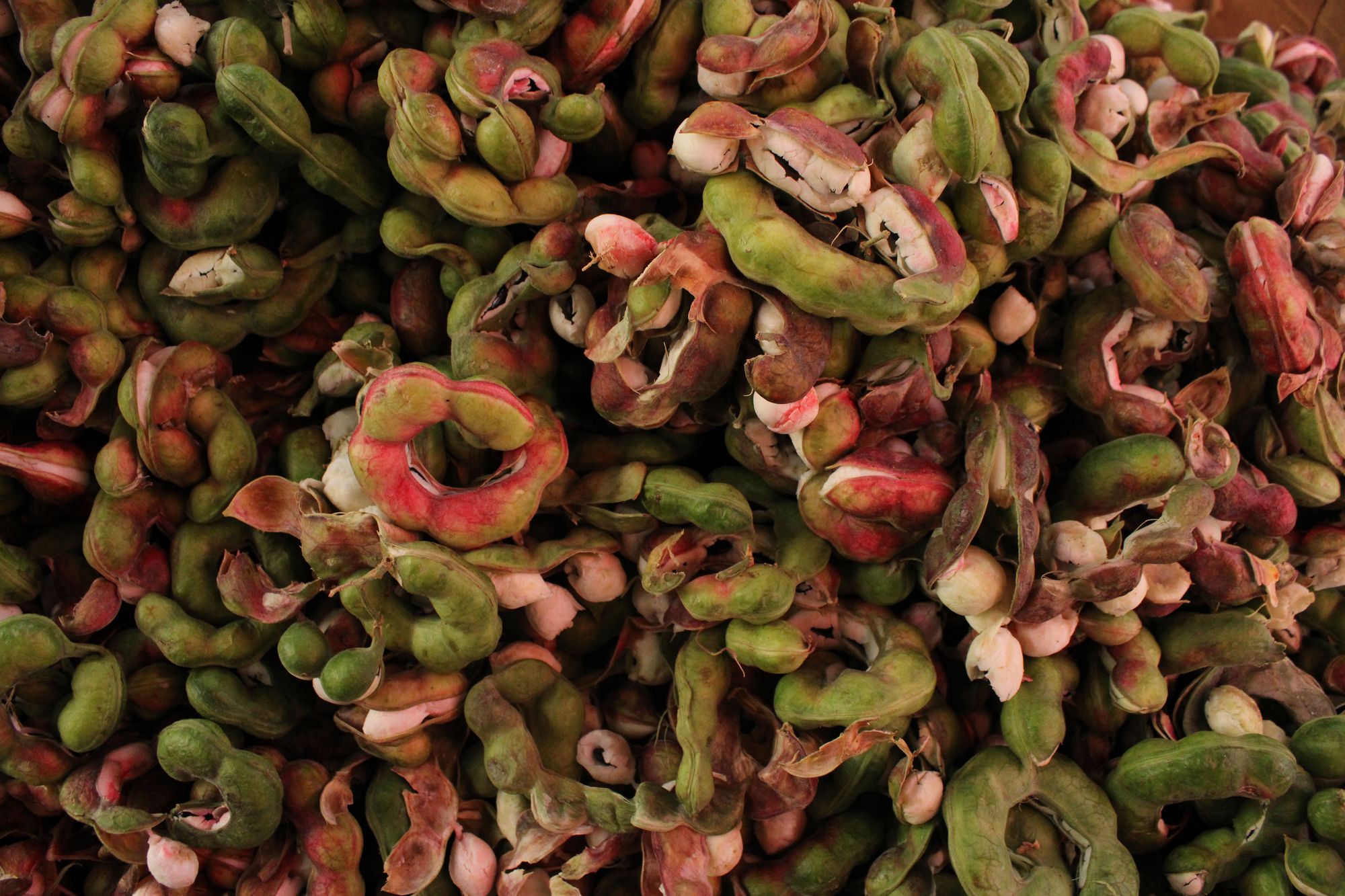 Pile of guamúchil pods