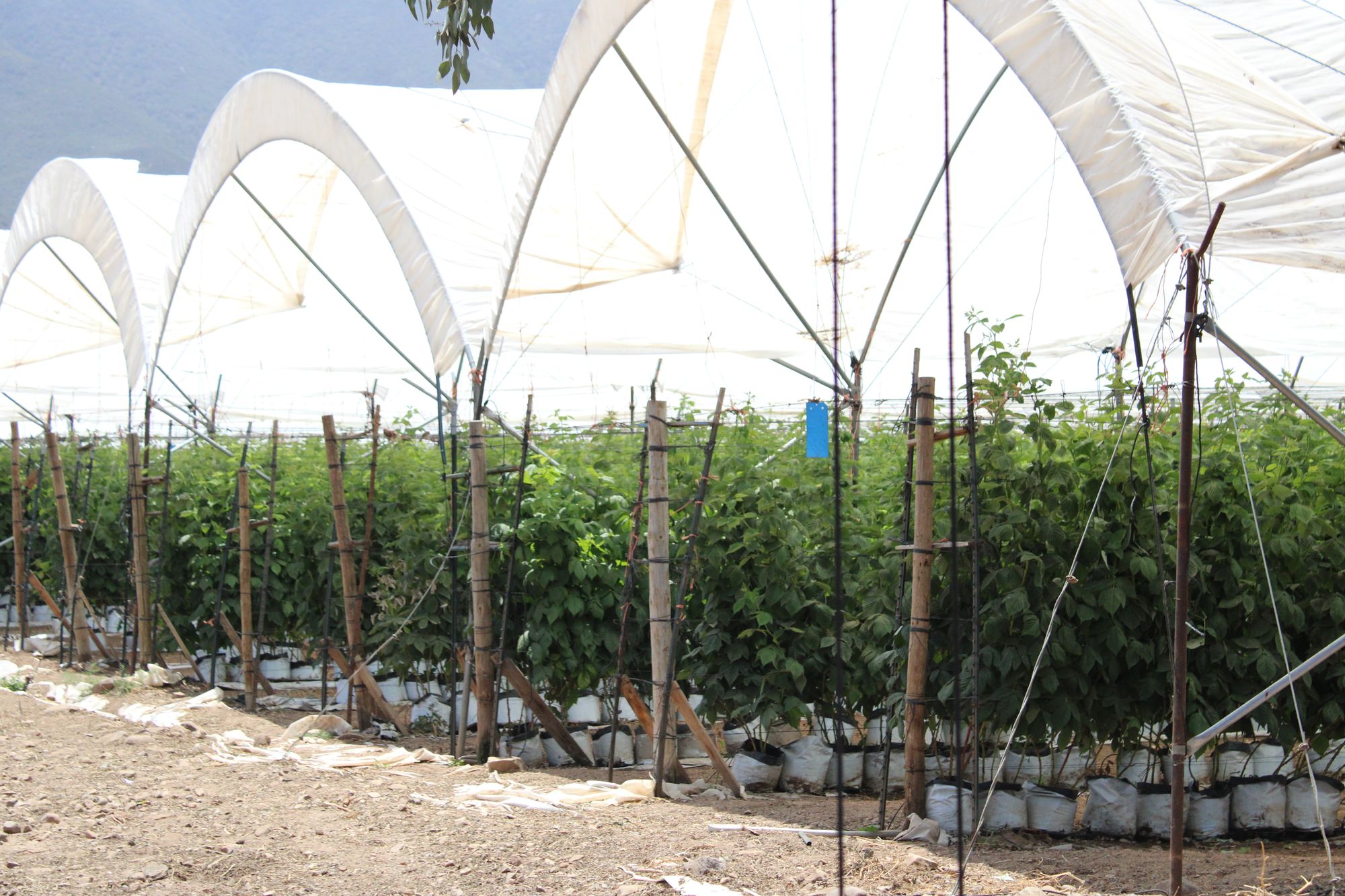 Greenhouse rows on a farm in Maneadero, Baja California